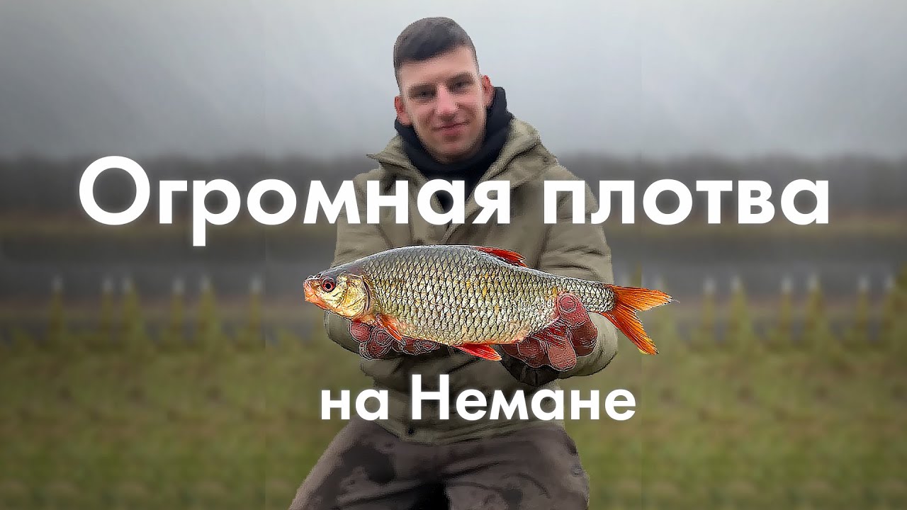 ФИДЕРНАЯ РЫБАЛКА. Ловля огромной плотвы в ноябре на реке Неман Как наловить много крупной плотвы.