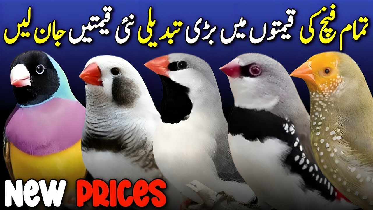 finches price in pakistan | finches price update | gouldiyan finch price 2025 | zebra finches price