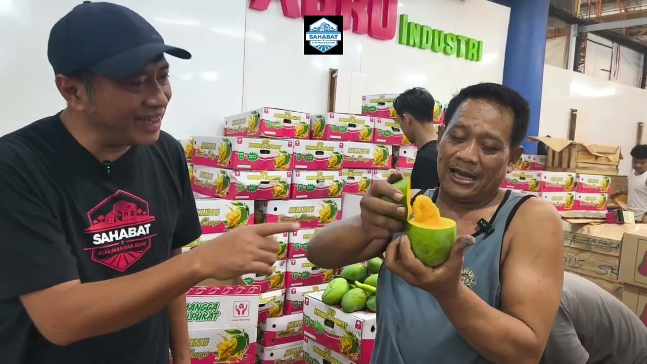 HARGA MANGGA!!! AWAL MUSIM DI PASAR INDUK KRAMAT JATI, 29  JUNI 2025