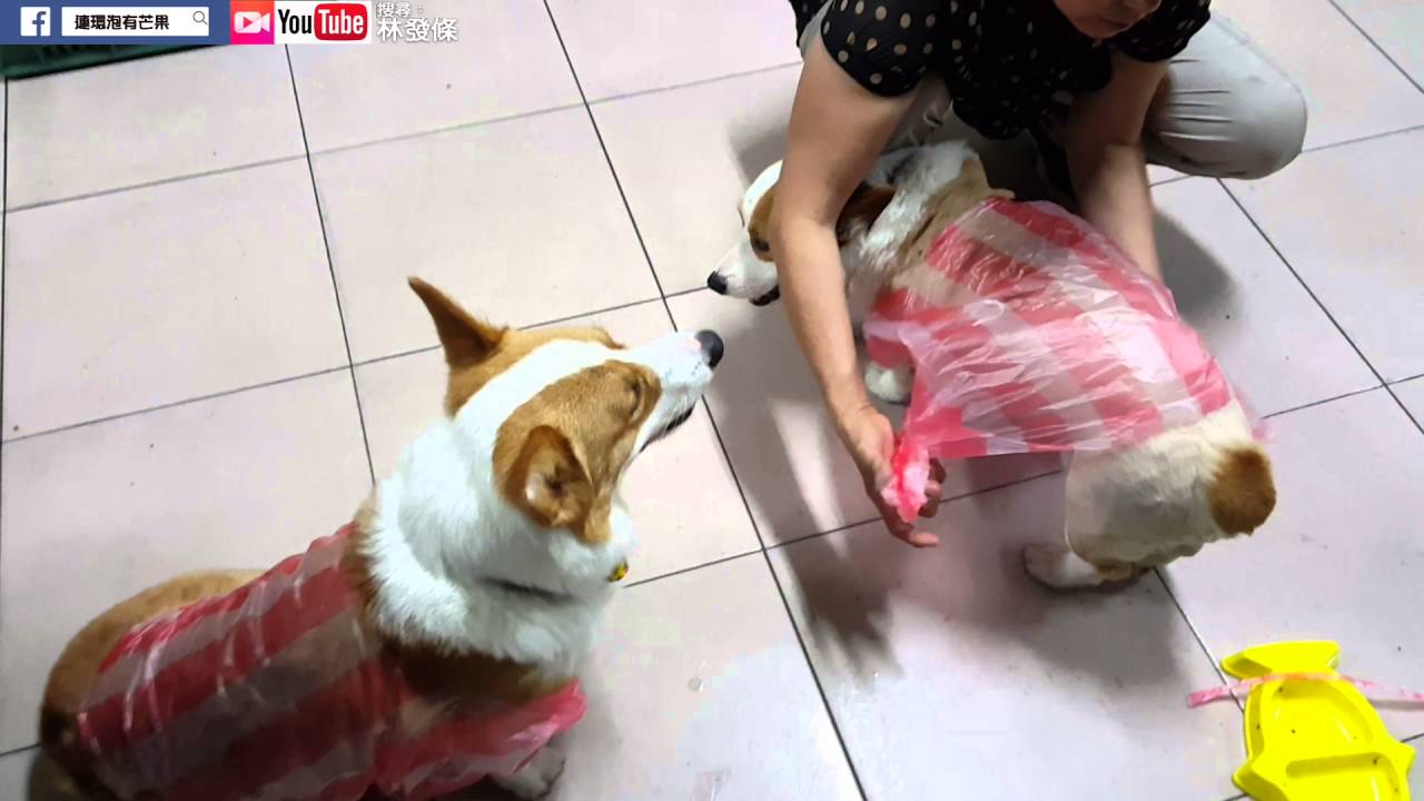 [連環泡]林媽媽的培根雨衣製作時間
