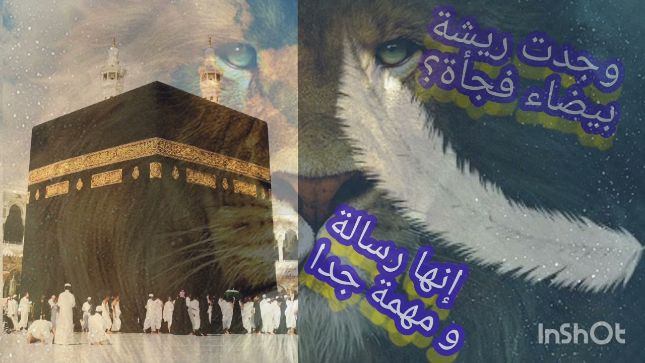 رسالة مهمة جدا عندما تكون في خطر تظهر ريشة بيضاء قرب بيتك... هناك ملك حارس بقربك.
