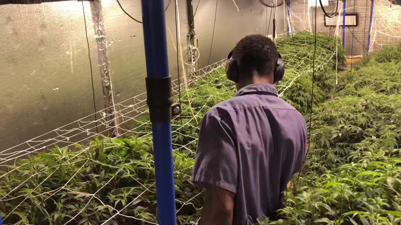 Indoor Grow Weekly Grow Room Update: Week 2 House of Dank