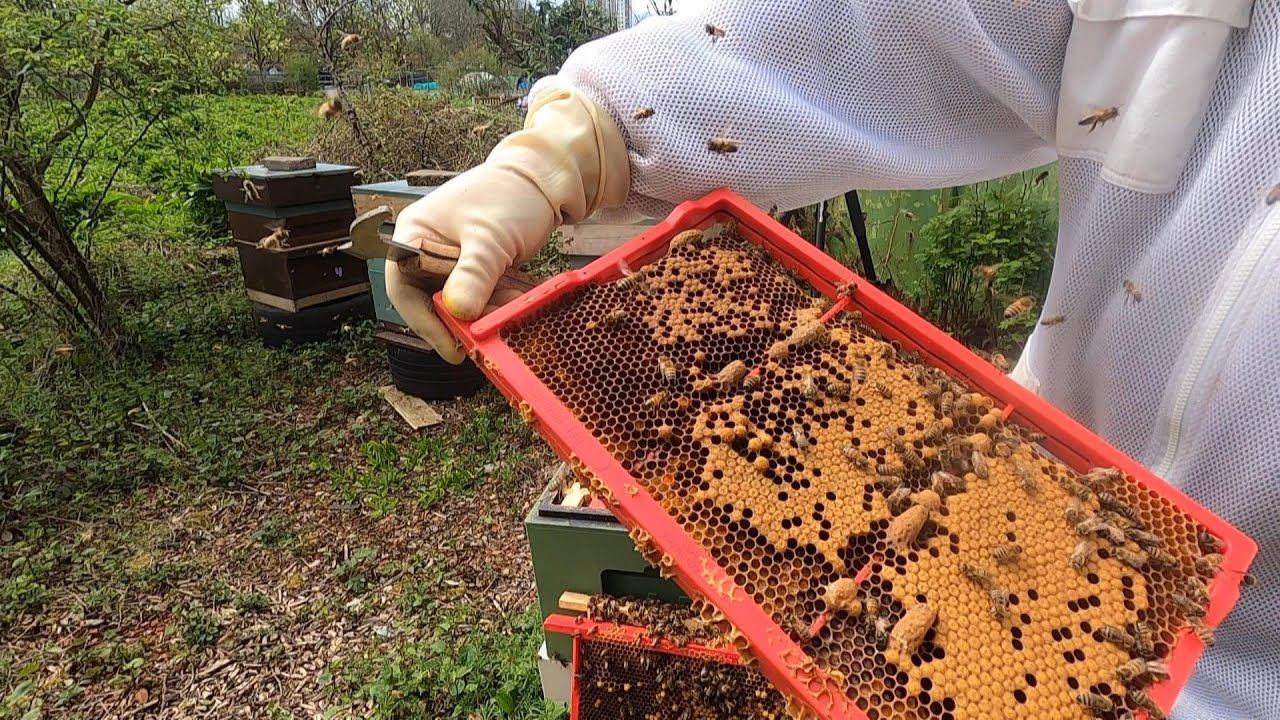 Buckfast still in Swarm mode! BeeAmazing! UK Beekeeping
