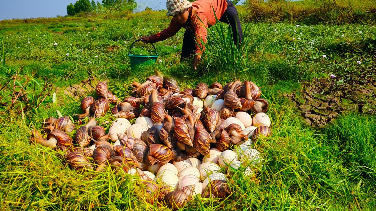 How giant snails protect their eggs in the grasslands by hand skills