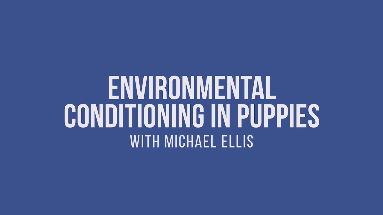 Michael Ellis on Environmental Conditioning in Puppies
