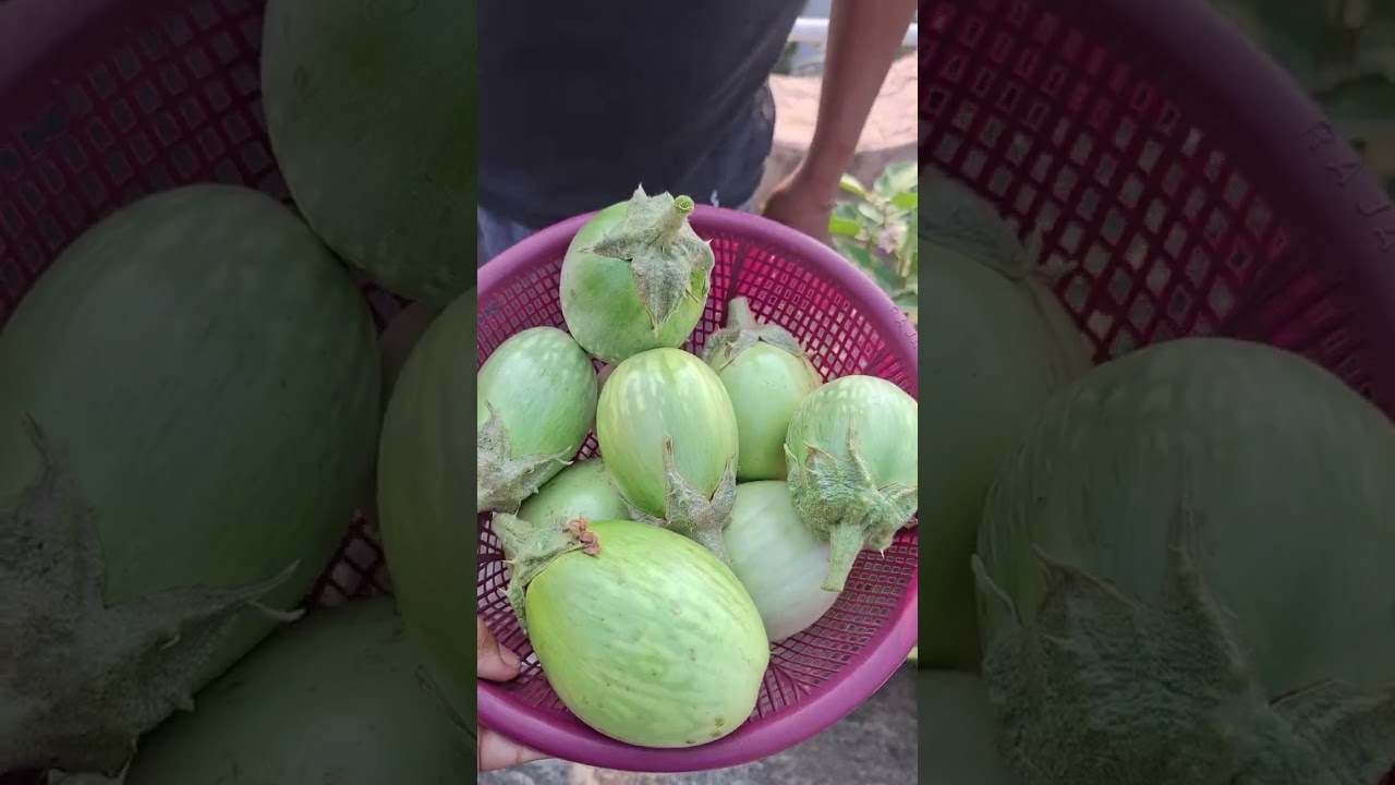 Mini garden ru 1st harvesting....