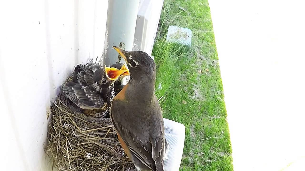 Baby Birds Trying to Fly!