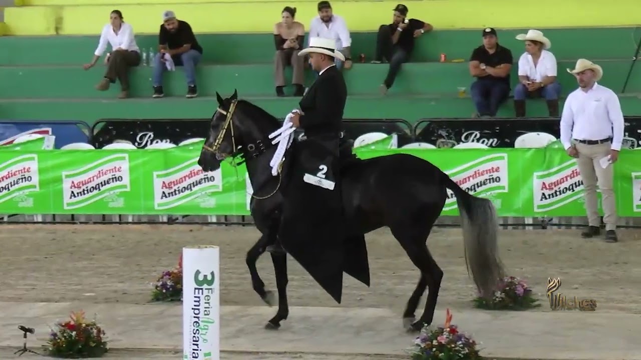 SANTA PAZ DE VS, CAMPEONA JOVEN PASO FINO COLOMBIANO EXPOSICION EQUINA LA VIRGINIA GRADO B 2026
