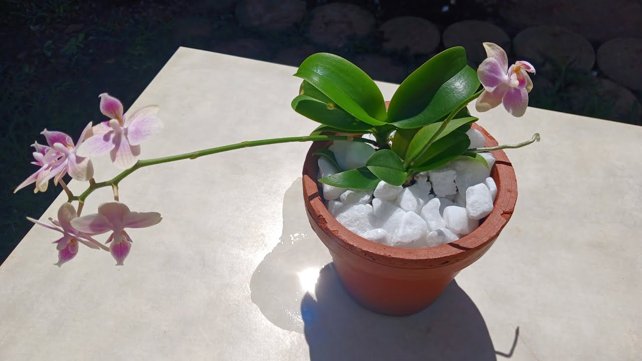 Replante de mini orquídea phalaenopsis com flores 