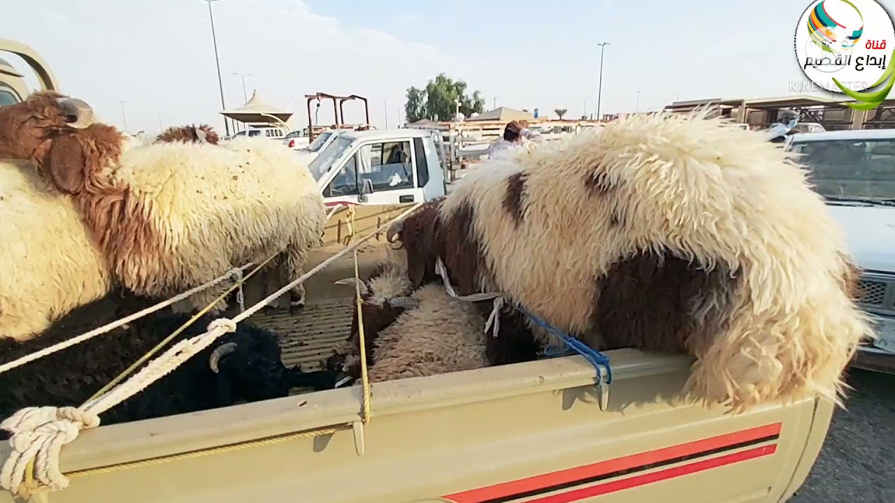 بريده/حراج سوق الاغنام صباحا الجمعه ٢٣/٣/١٤٤٣