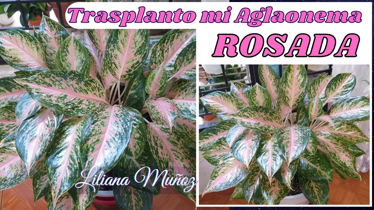 TRASPLANTO MI AGLAONEMA ROSADA mira que SUSTRATO le coloco / Liliana Muñoz