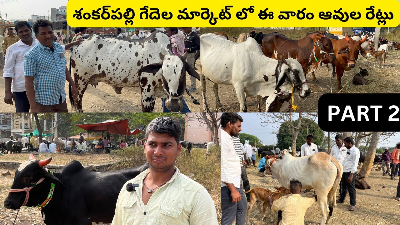 శంకర్‌పల్లి గేదెల మార్కెట్‌ SHANKARPALLI BUFFALO MARKET ఎర్రగడ్డ గేదెల మార్కెట్ లో దొరకని ఆవులు
