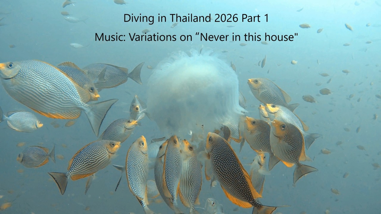 Diving in Thailand 2026 Part 1 Music: Variations on “Never in this house”