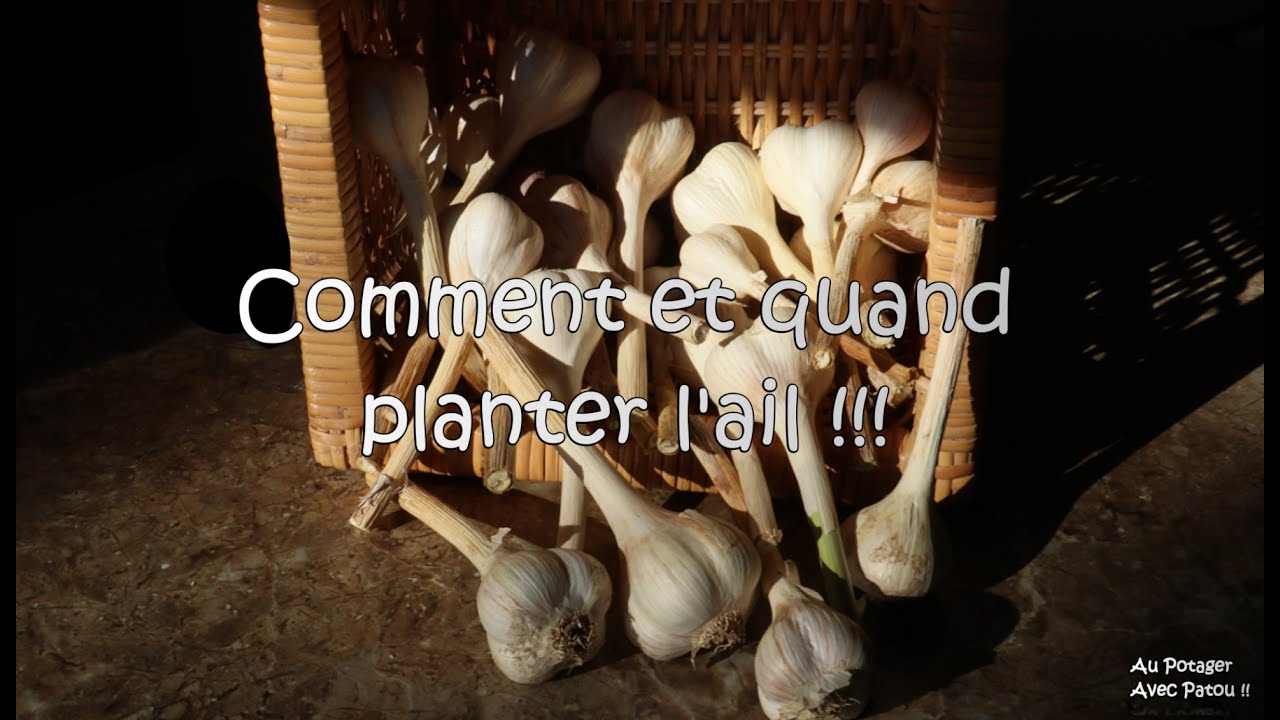 Comment et quand planter l'ail !!