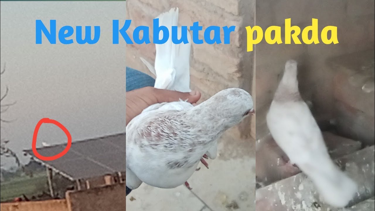 new kabutar pakad liya // i catching a new pigeon