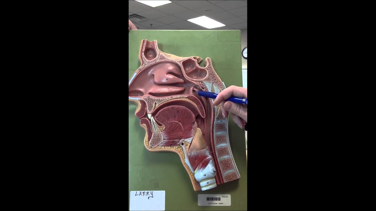 Nasopharynx and Oropharynx