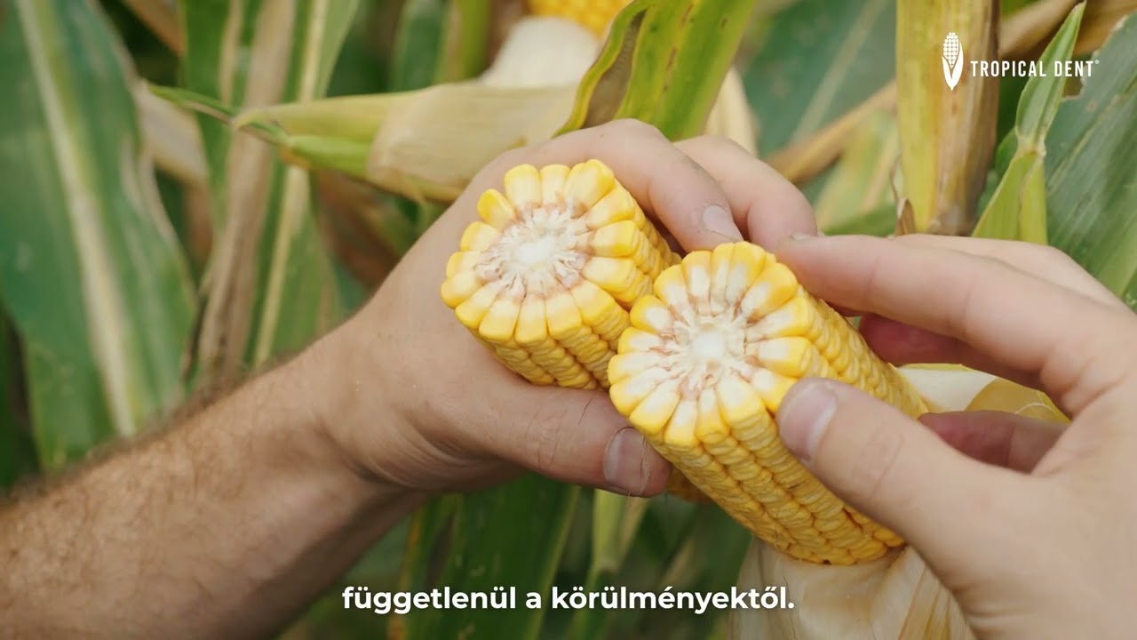 Tropical Dent kukoricák a Lidea-tól