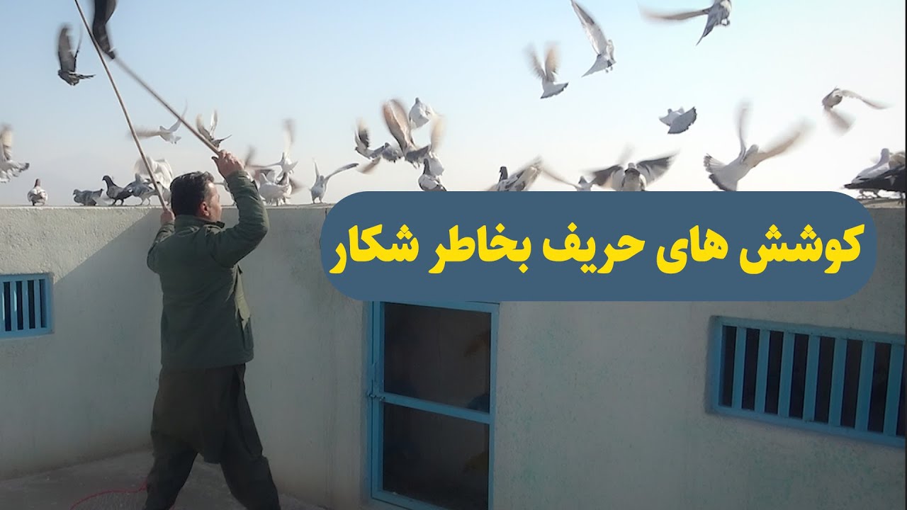 0425 / کوشش های حریف بخاطر شکار/Afghan Shawqi