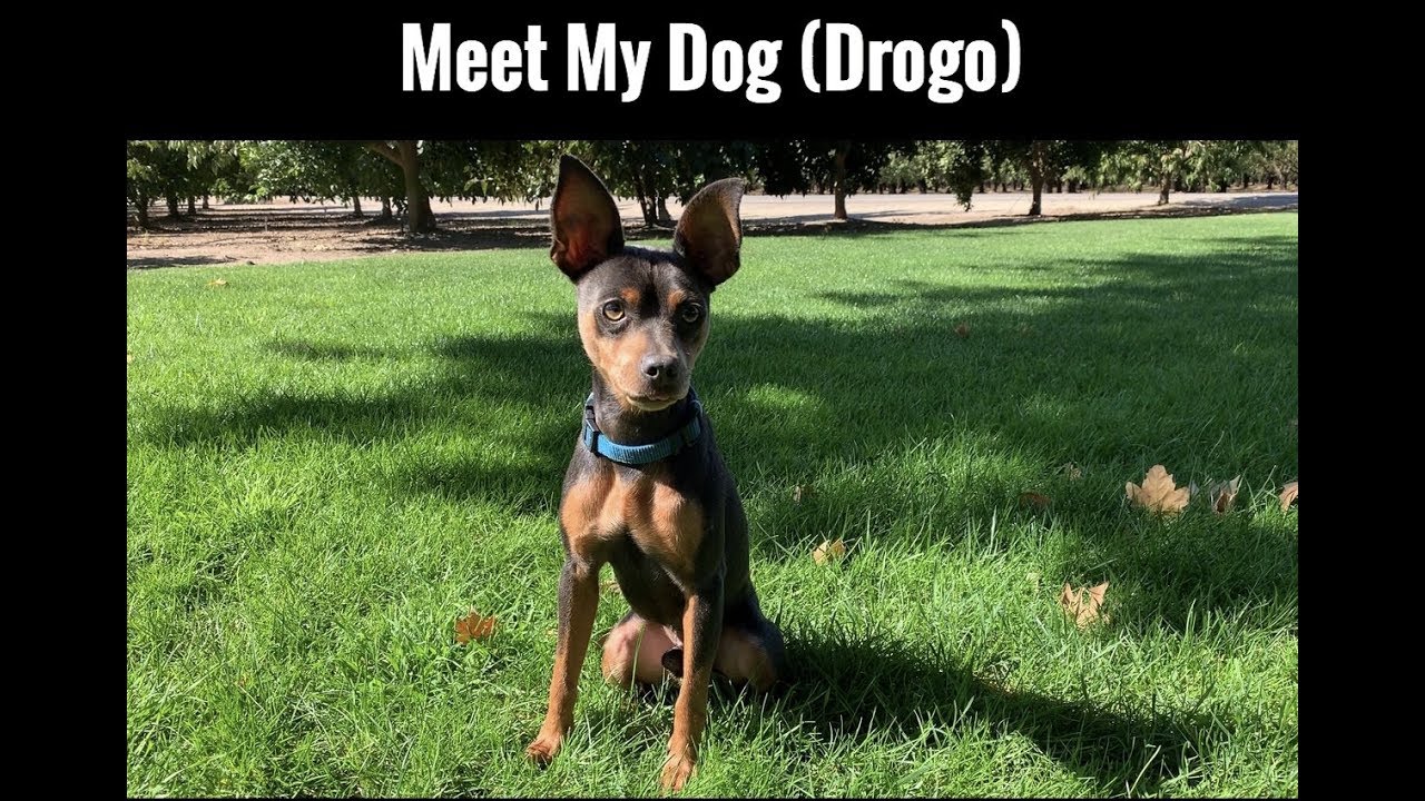 Rare Miniature Pinscher