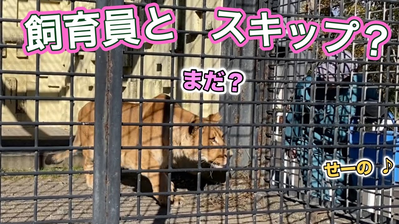 《釧路市動物園ライオン＆トラ》大好きな飼育員だと、フウはどうなる？トレーニング中のあさま＆フウの様子。オリトファミリー娘フウvol711
