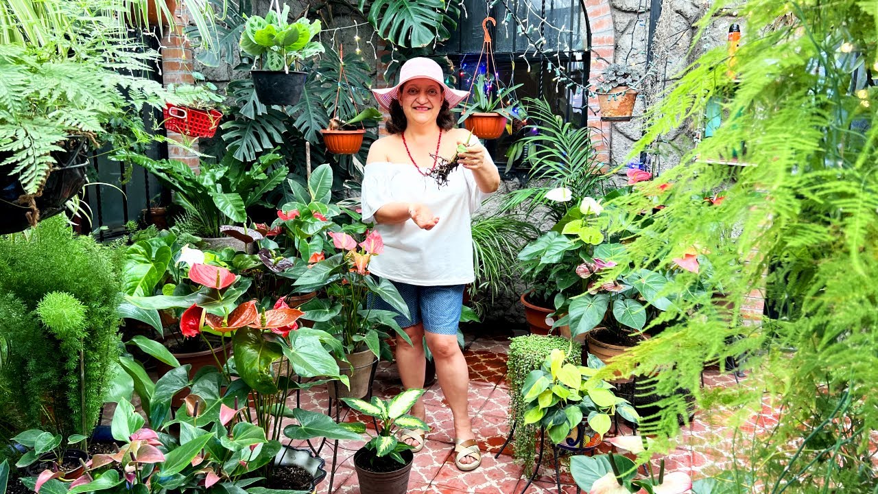 C&oacute;mo revivir plantas desvividas