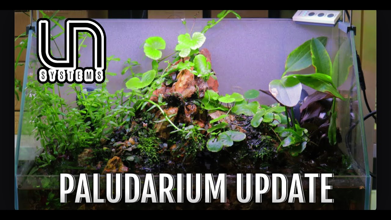 UNS 45E Paludarium Update
