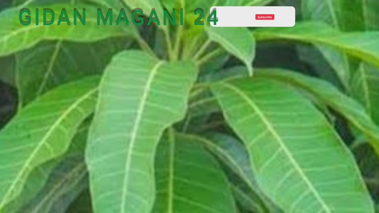 wanan babban sirri ne bana wasa dashi