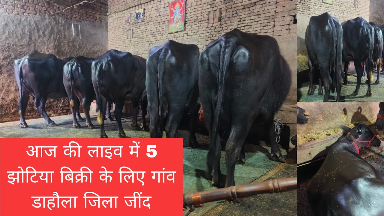 आज की लाइव में 5 झोटिया बिक्री के लिए गांव डाहौला जिला जींद 9255555663