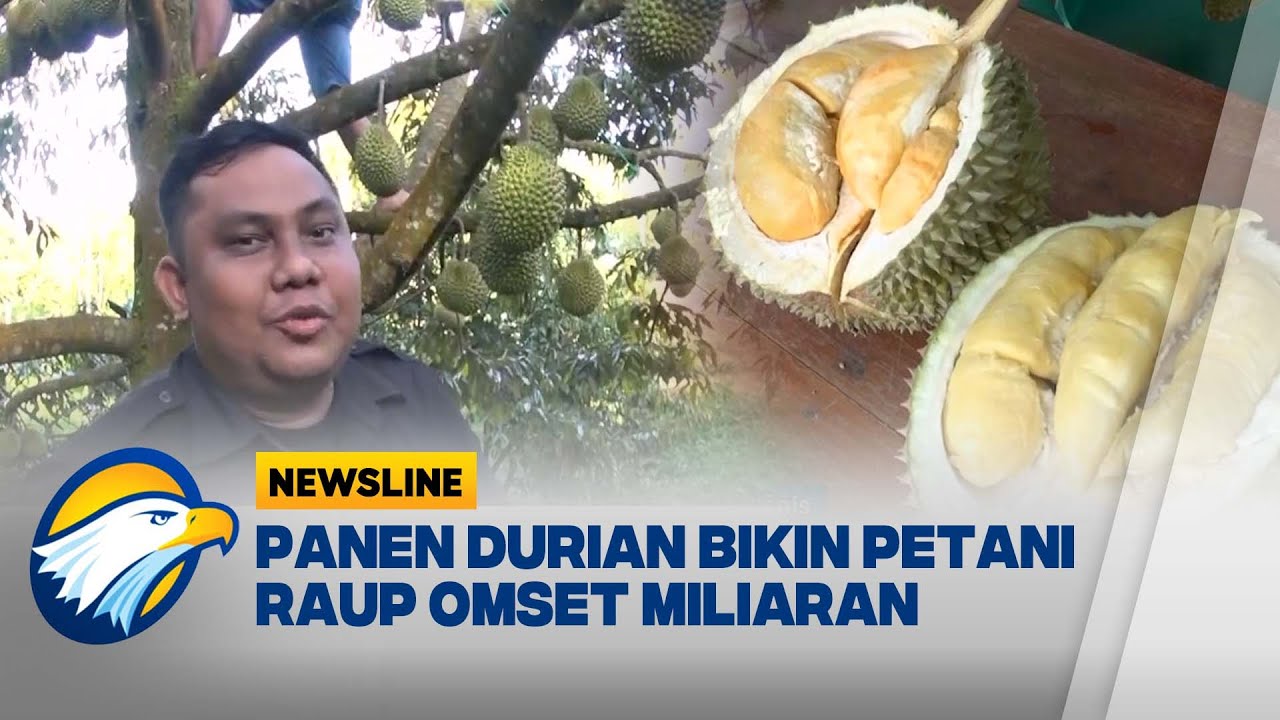 Berburu Durian Premium di Tapanuli Utara | Newsline