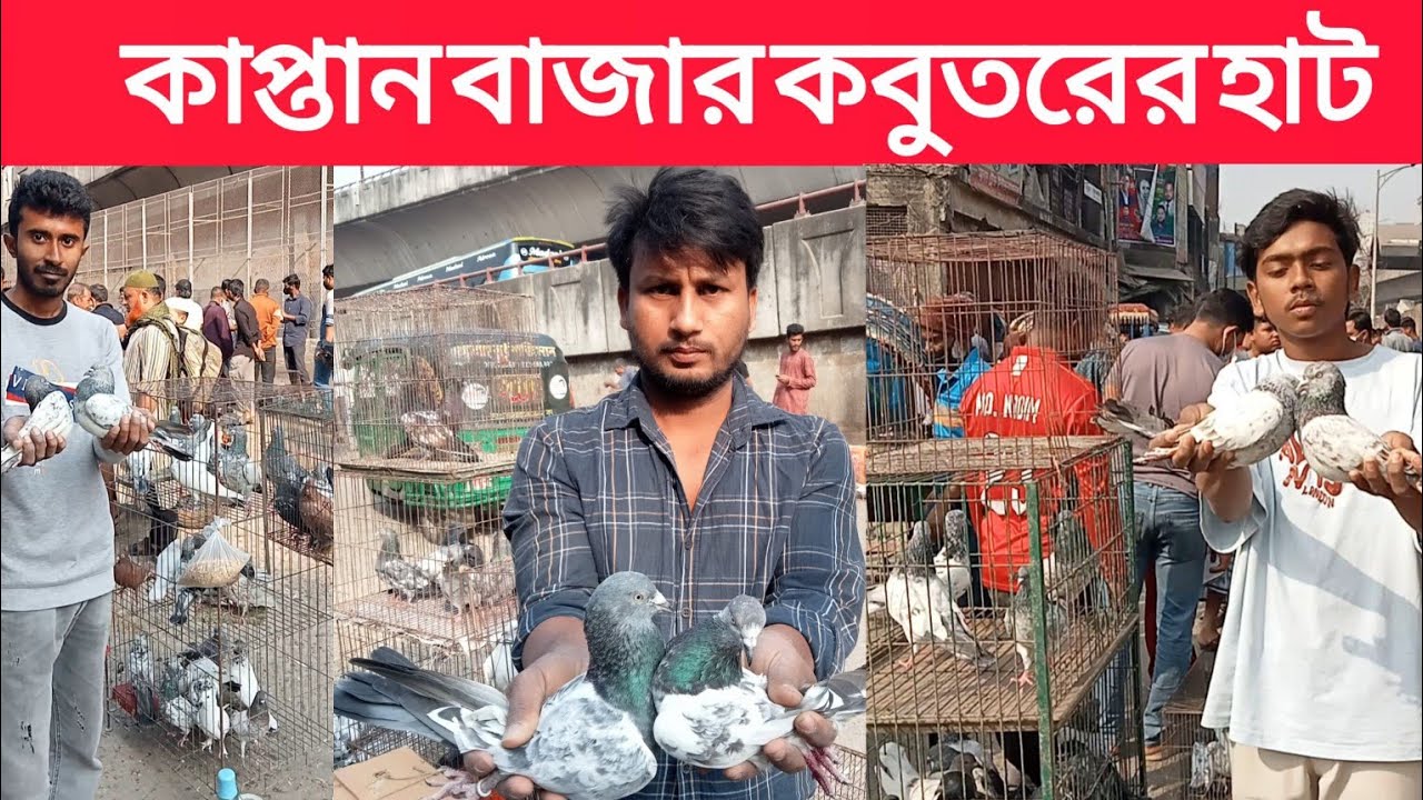 ৩০/০১/২০২৬ কাপ্তান বাজার কবুতরের হাট। ঐতিহ্যবাহী কবুতর হাট কাপ্তান বাজার কবুতর হাট। জমজমাট কবুতর হাট