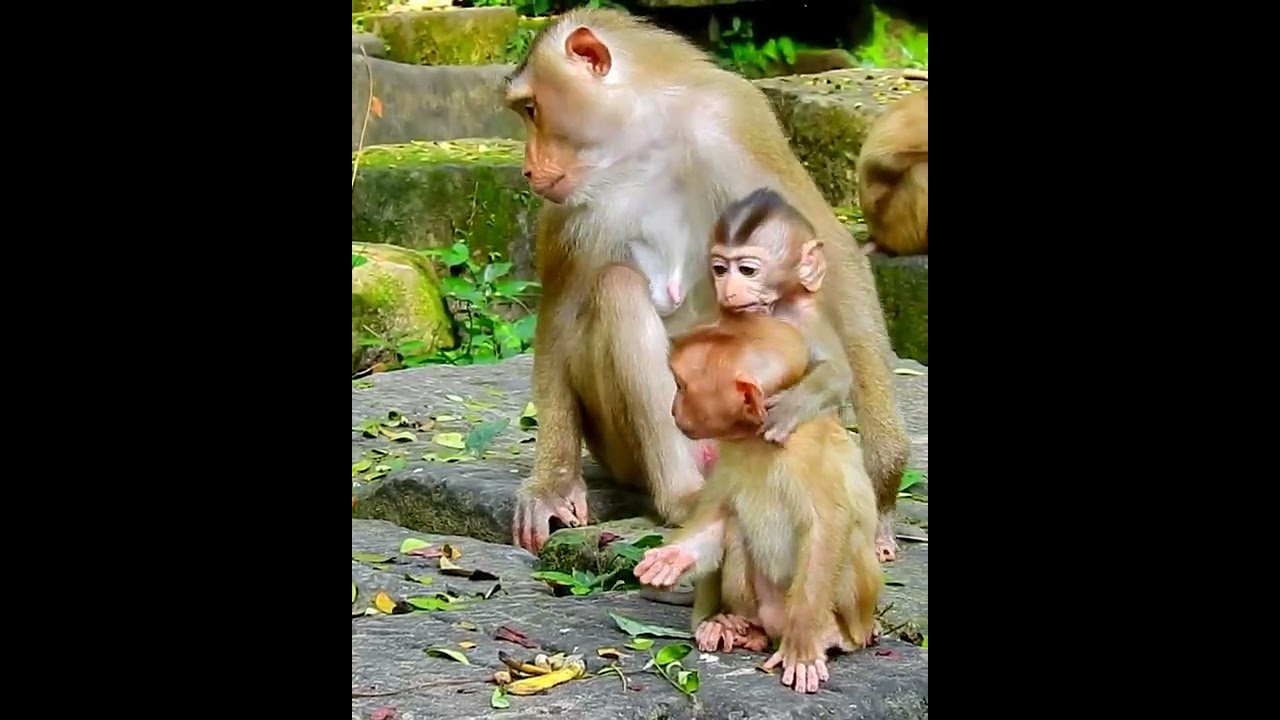 Amazing cute baby monkey 2023