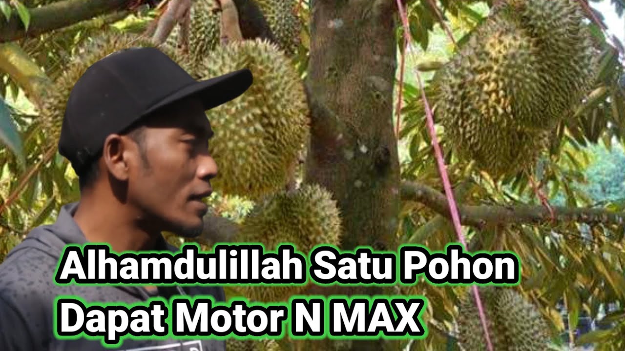 Durian Musang King/ Tak Butuh Lahan Luas Cukup Depan Rumah