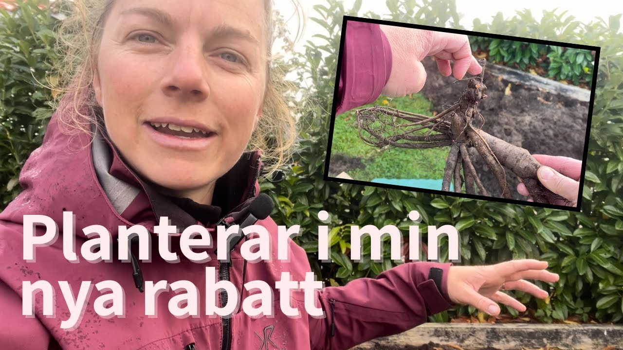 Planterar barrotade pioner, fingerbordsblomma och massor av lökar 🌸