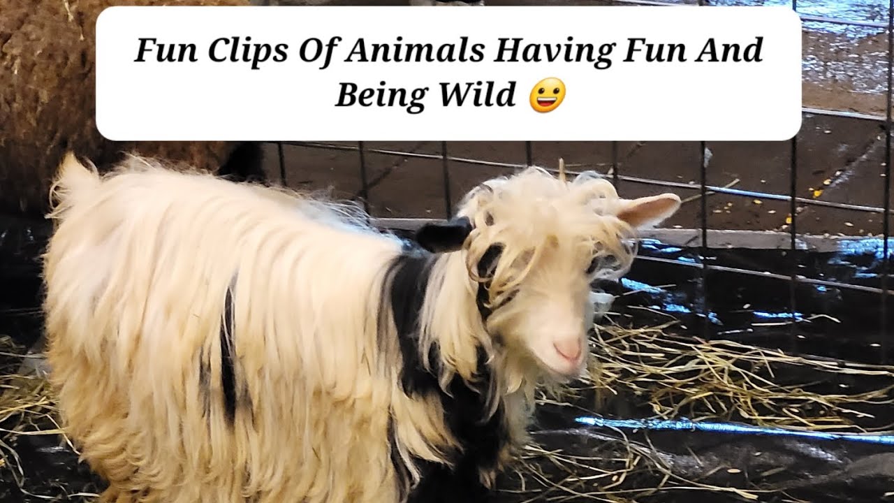 Fun Clips Of Animals Having Fun And Being Wild 😀
