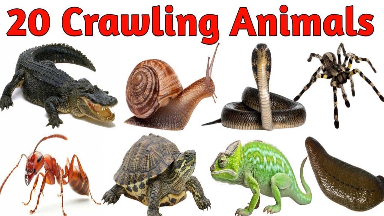 Crawling Animals name |रेंगने वाले जानवरों के नाम |Kids Learning Video |crawling animals withpicture