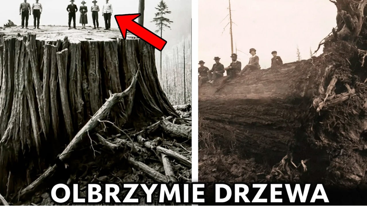 GIGANTYCZNE DRZEWA TARTARII BYŁY PRAWDZIWE… DLACZEGO JE UKRYTO?