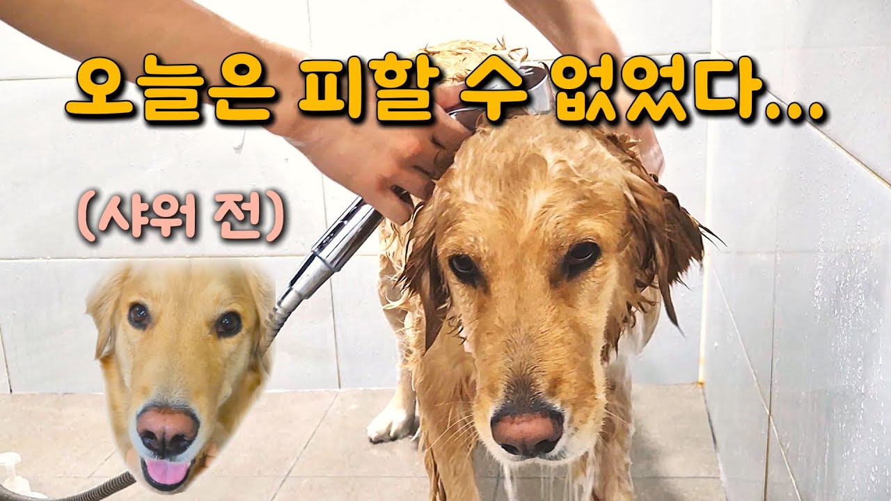 골든리트리버 목욕시키기｜한 달 만에 샤워하는 메리 🐕