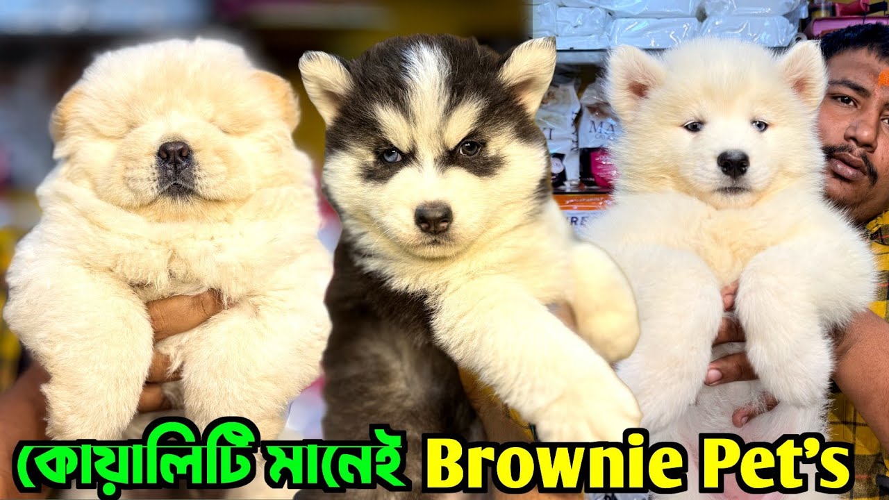 Quality Puppies Sale in Kolkata. Dog Market in Kolkata Price. Kolkata Dog Market.