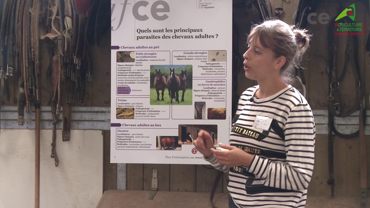 Les principaux parasites digestifs du cheval