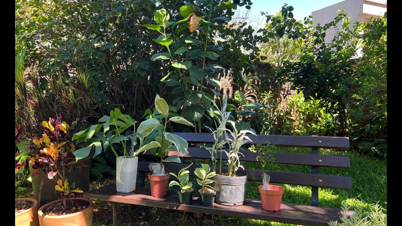 PLANTAS RARAS FLORIDAS. CHEGOU RECEBIDOS DE PLANTAS VARIEGATAS POR AQUI.  Ateliê Florescer
