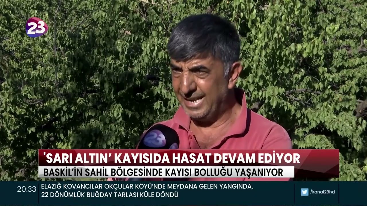 BASKİL’DE 'SARI ALTIN' OLARAK NİTELENDİRİLEN KAYISININ HASADI DEVAM EDİYOR