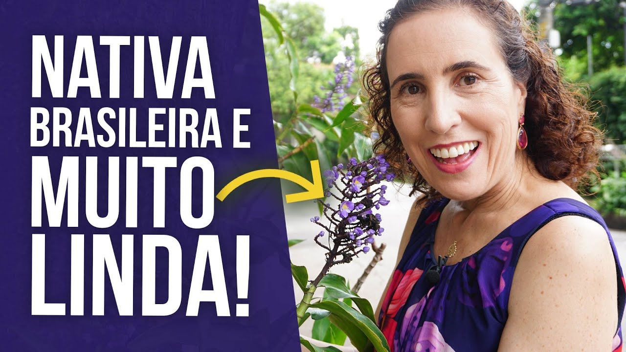 Como Cultivar Gengibre-azul | Nô Figueiredo
