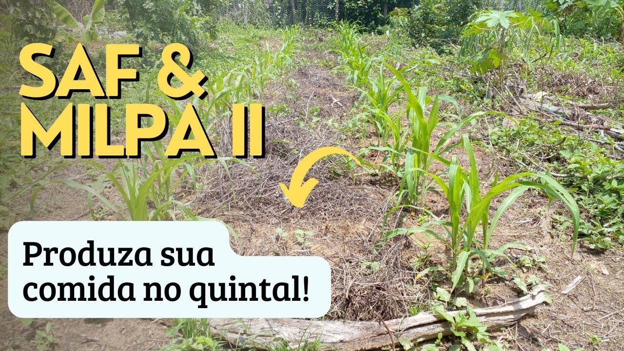 SAF e MILPA parte 2