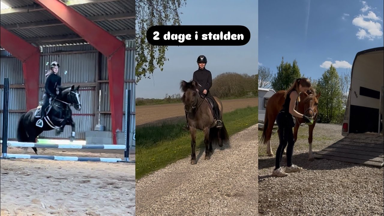 2 dage i stalden - springundervisning, trailertr&aelig;ning, ny hest i stalden?