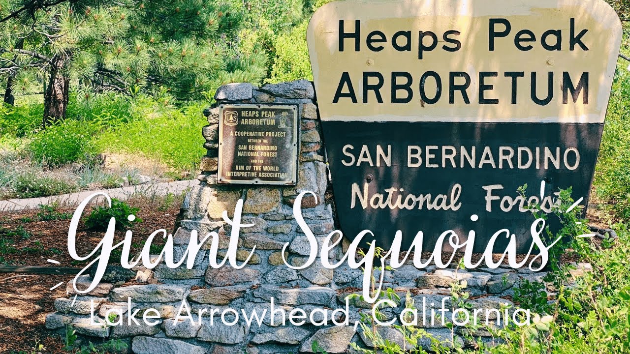 Гигантские секвойи | Лейк-Эрроухед, Калифорния