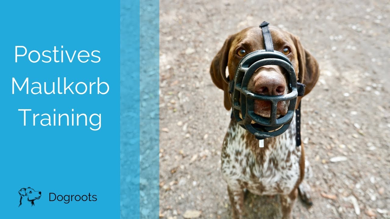Maulkorbtraining an neuem Hund mit einer Dogwalkerin
