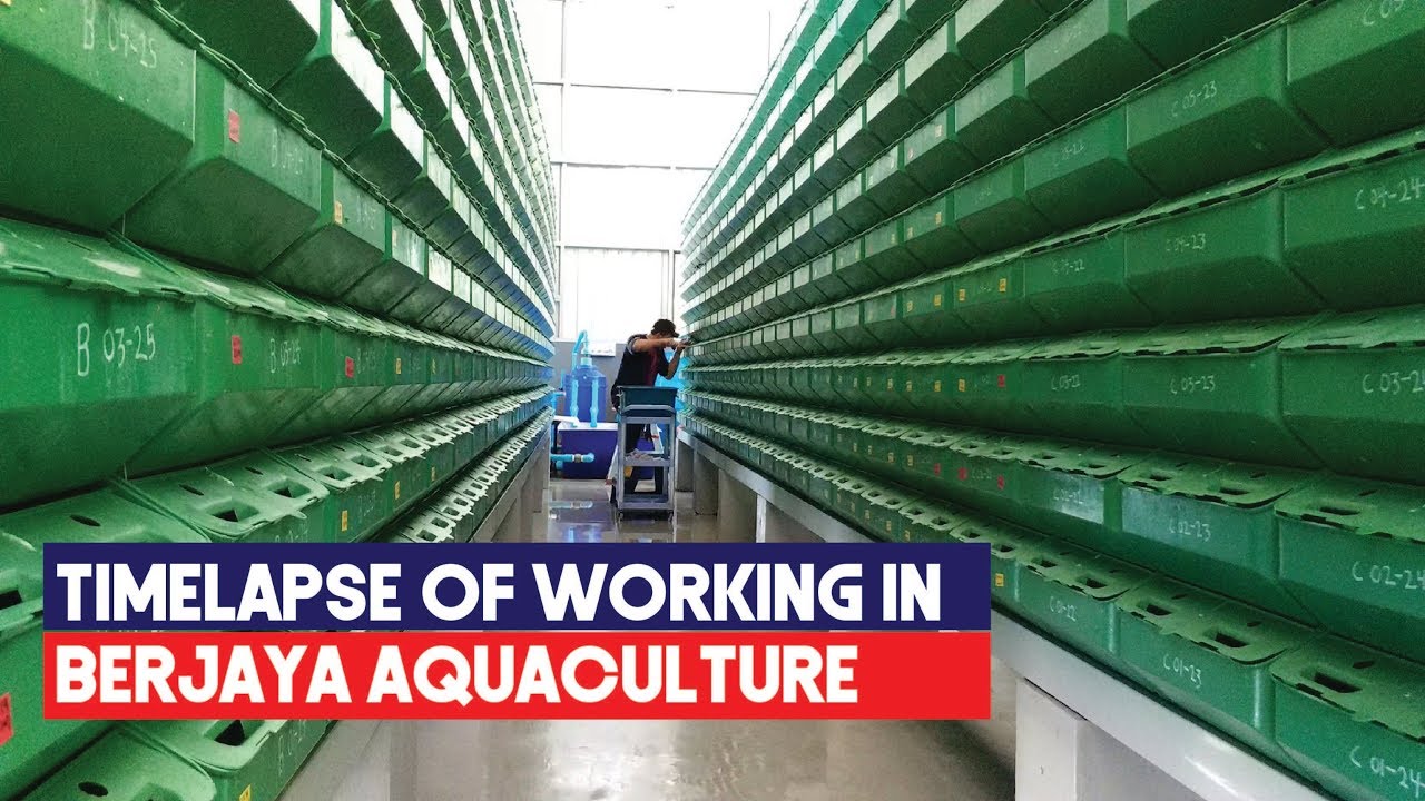Timelapse of work done in a mud crab farm | Vertical Mud Crab RAS Farming Systems