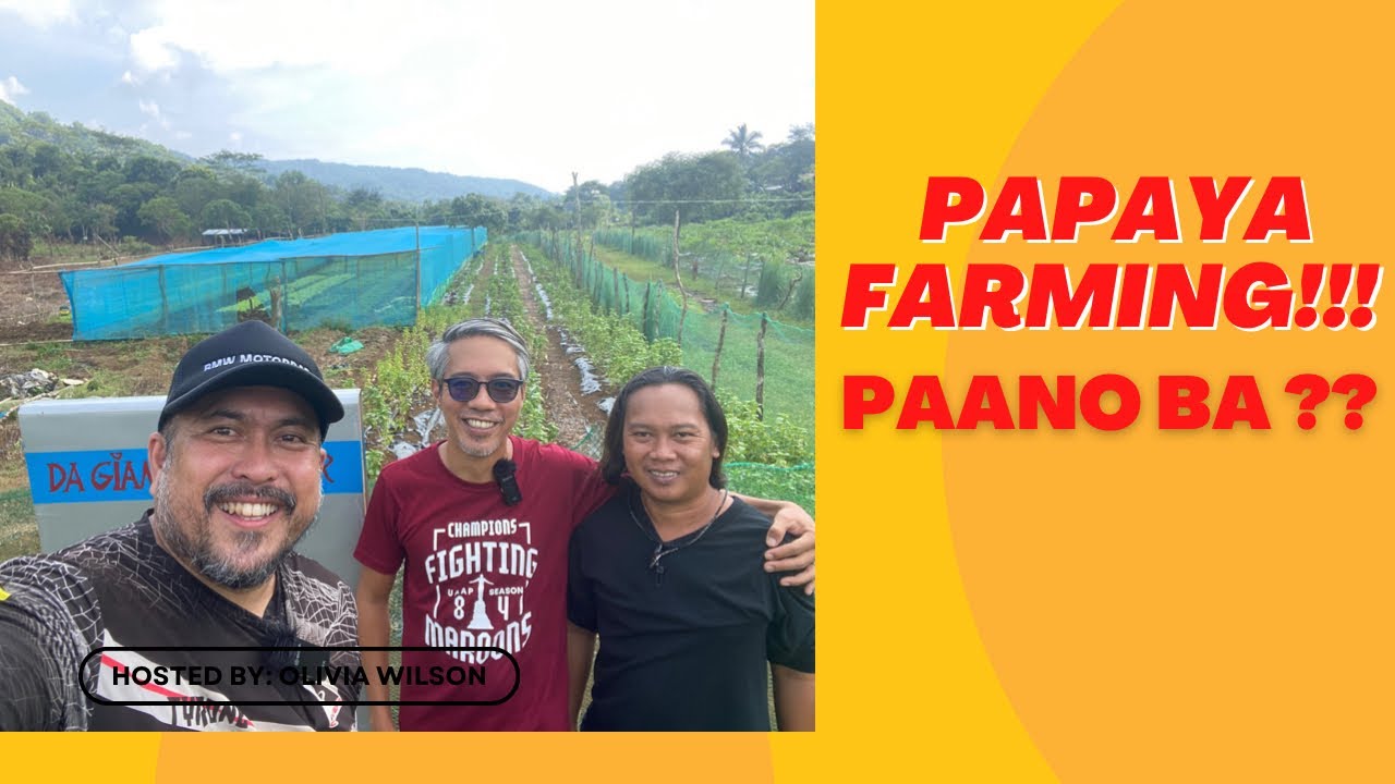 Transforming Your Papaya Farm Into A Success Story In 2024