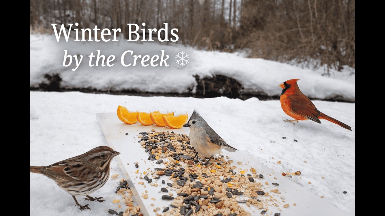Quiet Winter Visitors by the Creek ❄️