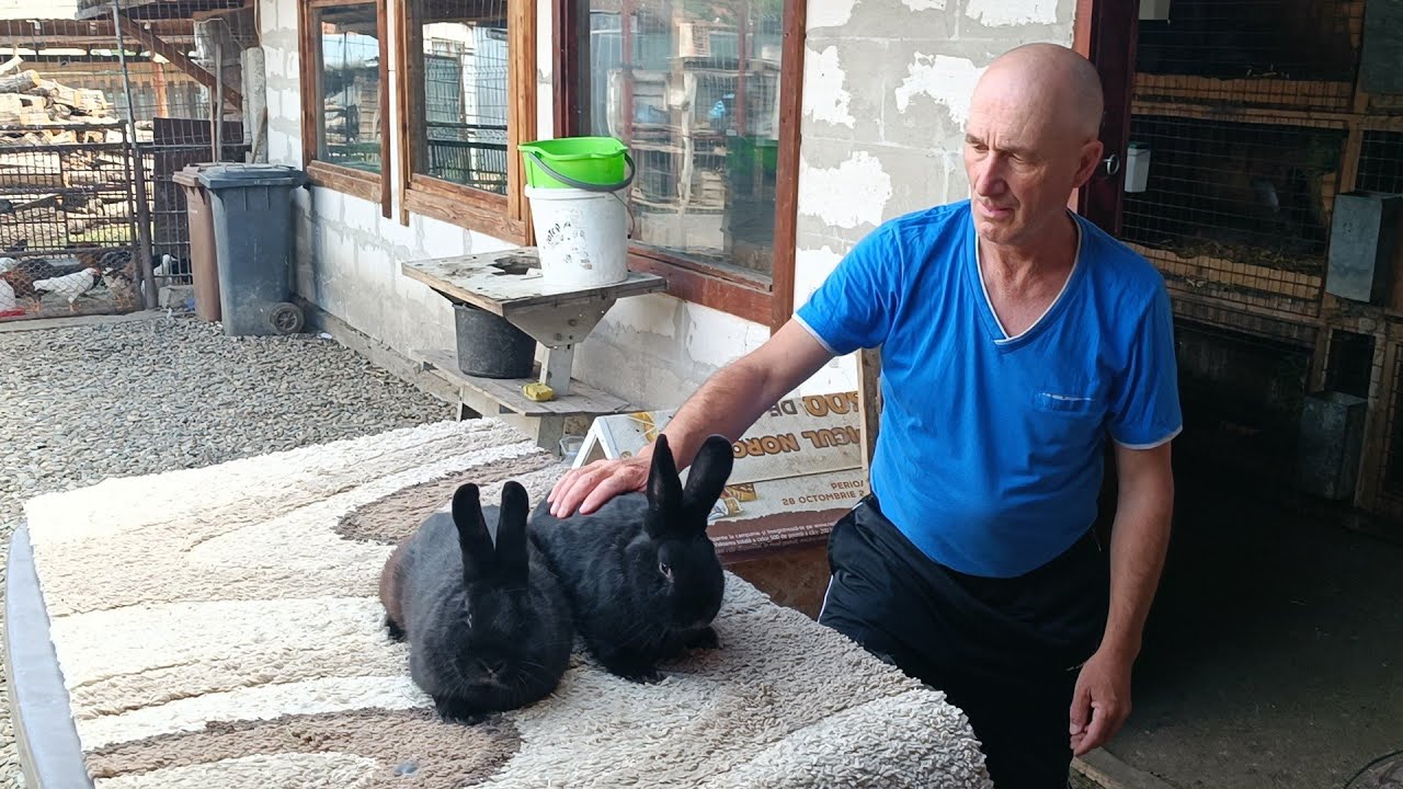 Vienez albastru si negru la Arpad Varga Cisnădie
